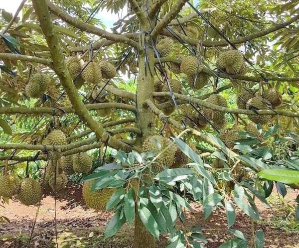 Quy trình kỹ thuật trồng cây sầu riêng