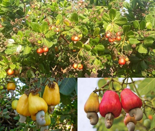 Quy Trình Kỹ Thuật Trồng Và Thâm Canh Cây Điều