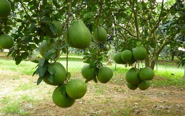  Kỹ Thuật Trồng Bưởi