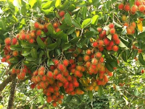 Kỹ Thuật Trồng Chôm Chôm