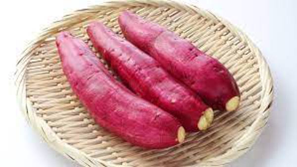 Phòng Trừ Bệnh Trên Khoai Lang